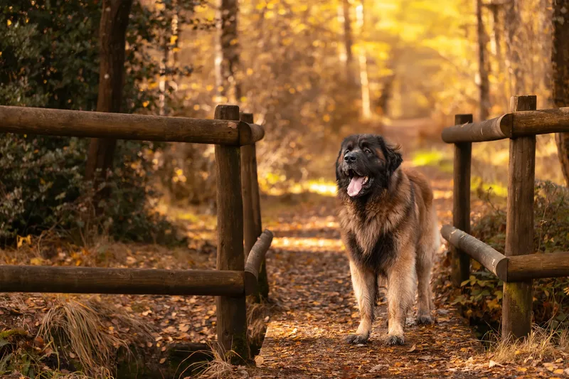 Koda the Bear (Leonberger) (19 of 24)