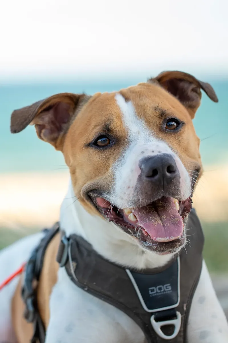 Dickie the Staffy (33 of 43)