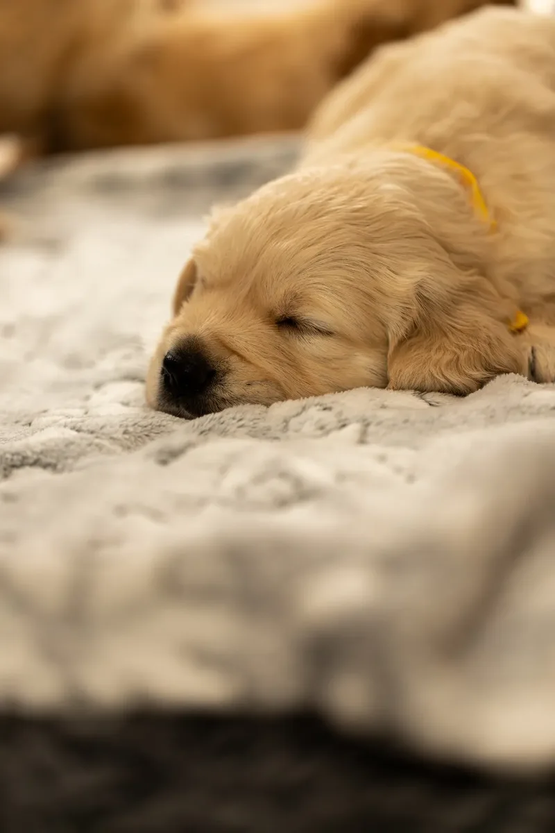 Golden Retriever Puppies (16 of 60)