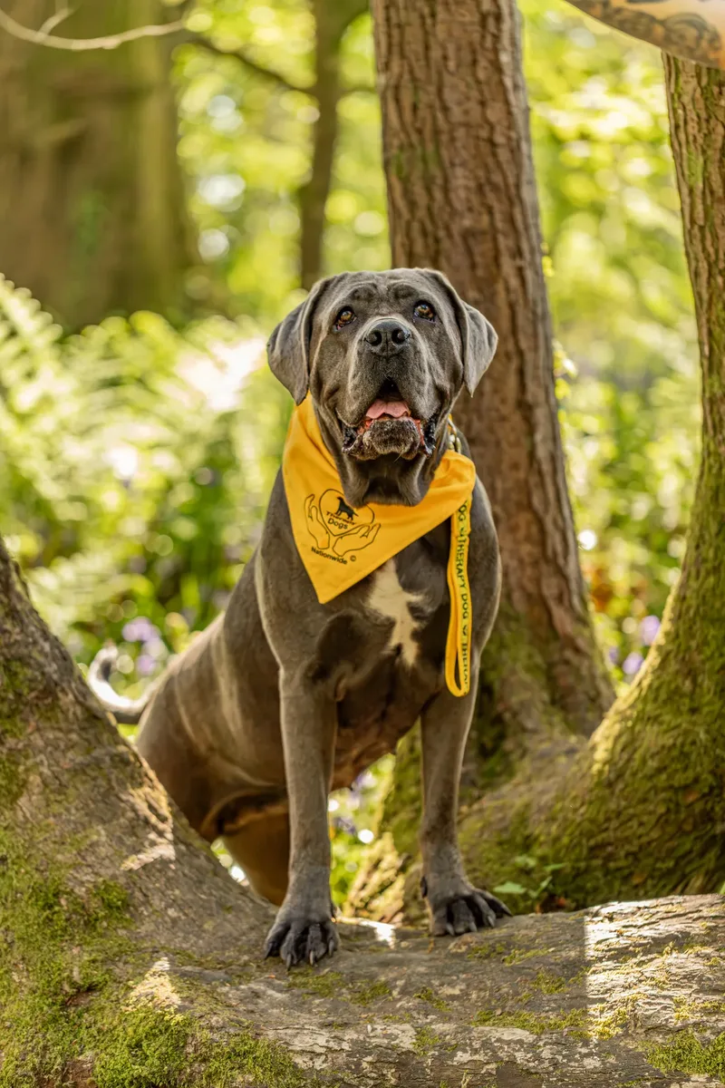 Skye the Cane Corso (11 of 23)