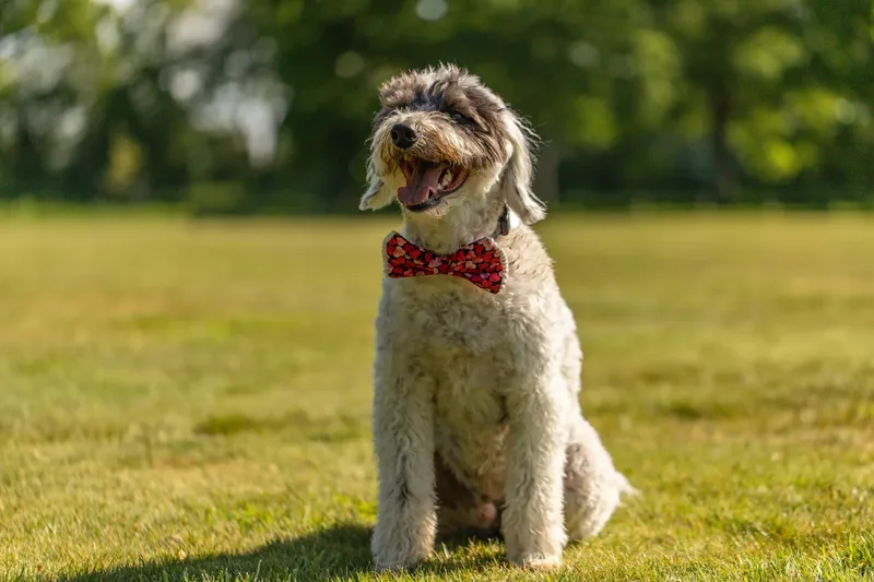 Dougie & Barney – The Bordoodle Cousins (7 of 22)