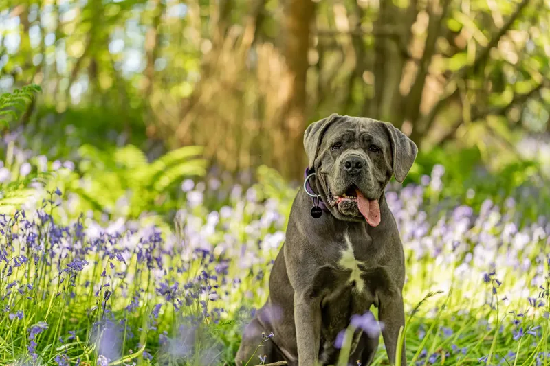 Skye the Cane Corso