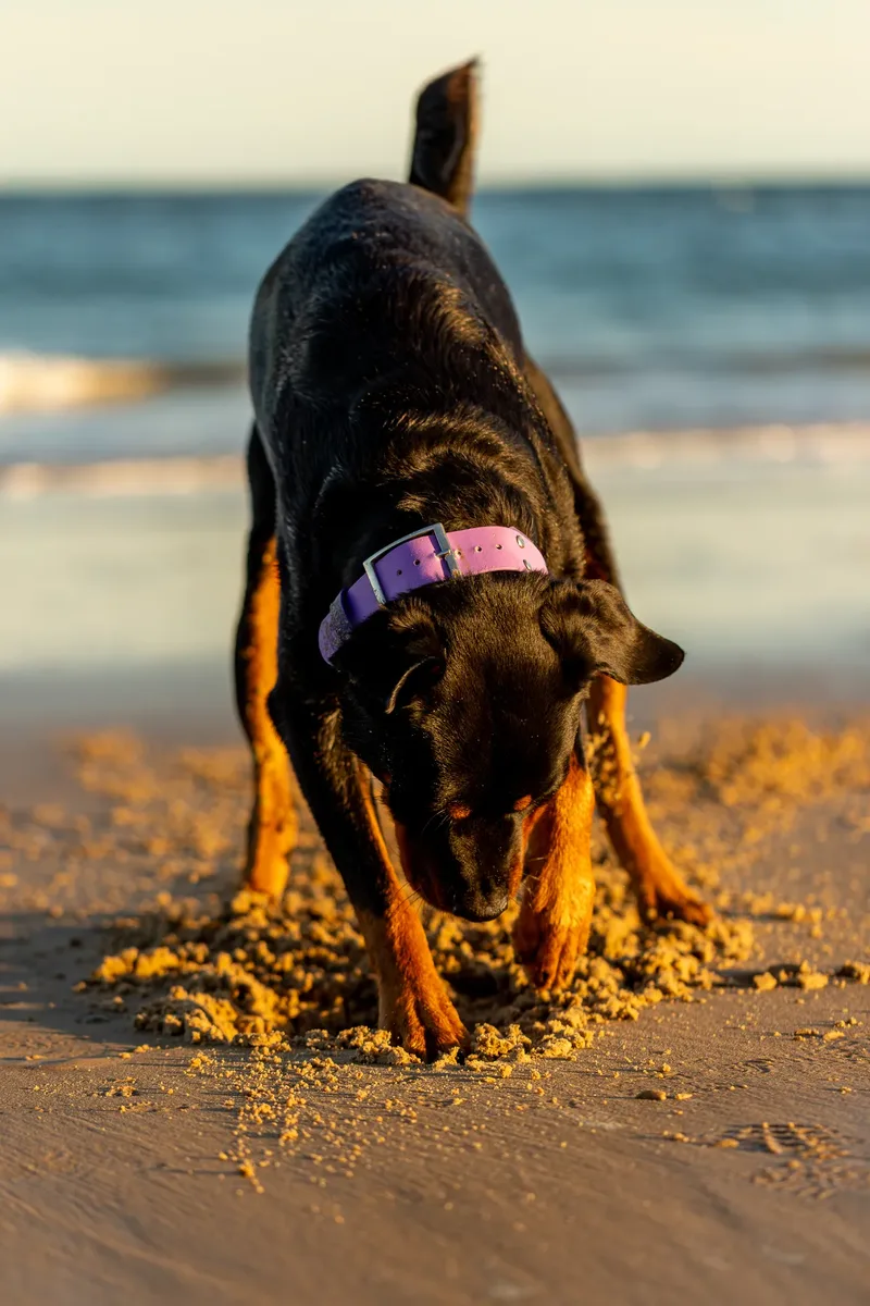 Karma the Rottie (18 of 24)