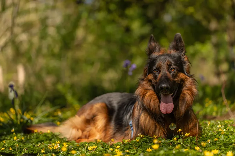 Tora the german shepherd (7 of 28)