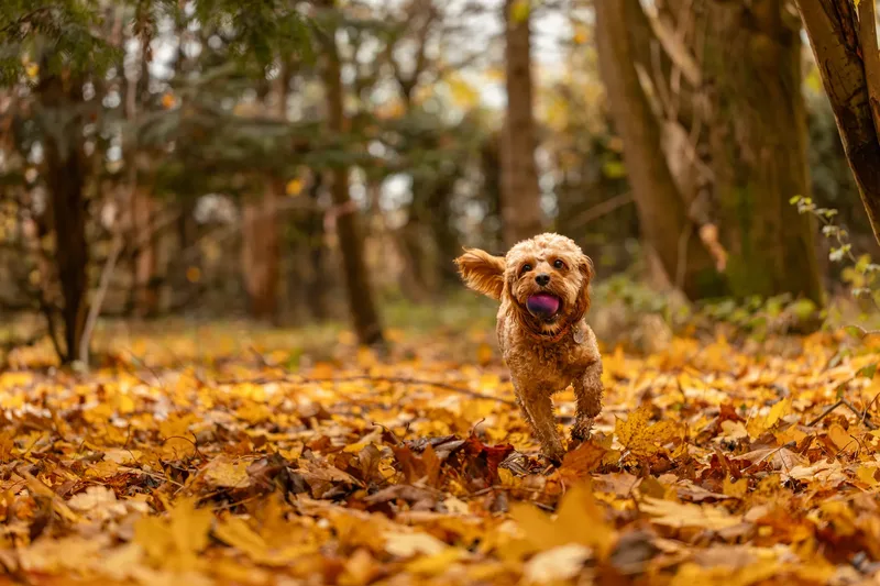 Bagel in autumn (13 of 24)