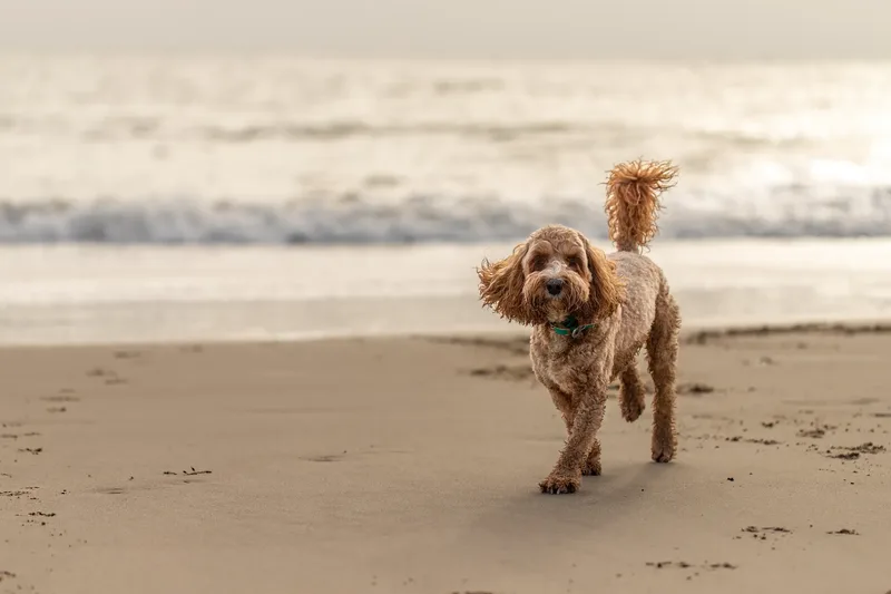 Teddy the Cockapoo (20 of 39)