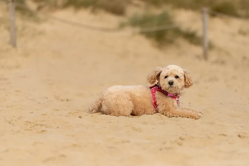 Lola the Poochon (8 of 28)