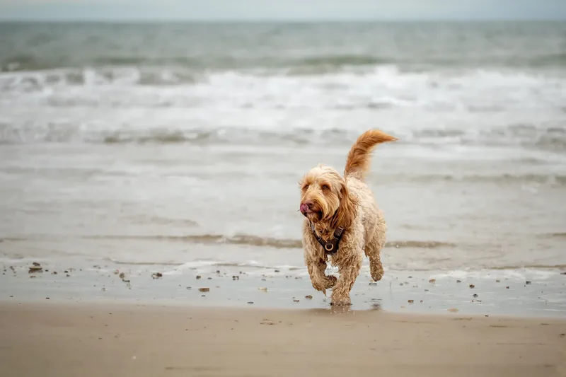 Toby Xmas beach shoot! (1 of 24)