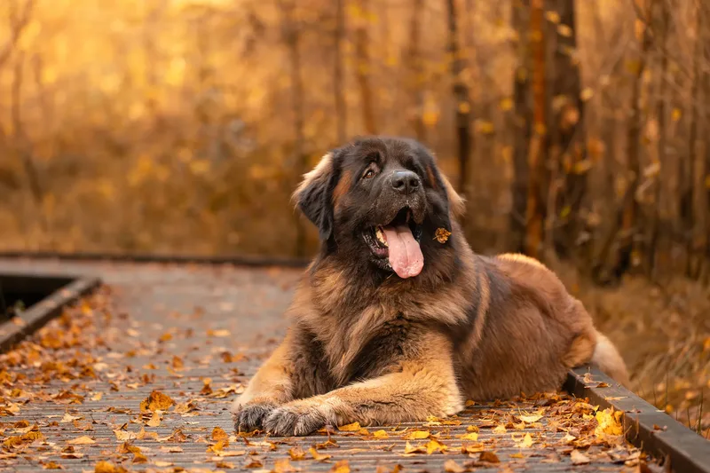 Koda the Bear (Leonberger) (7 of 24)