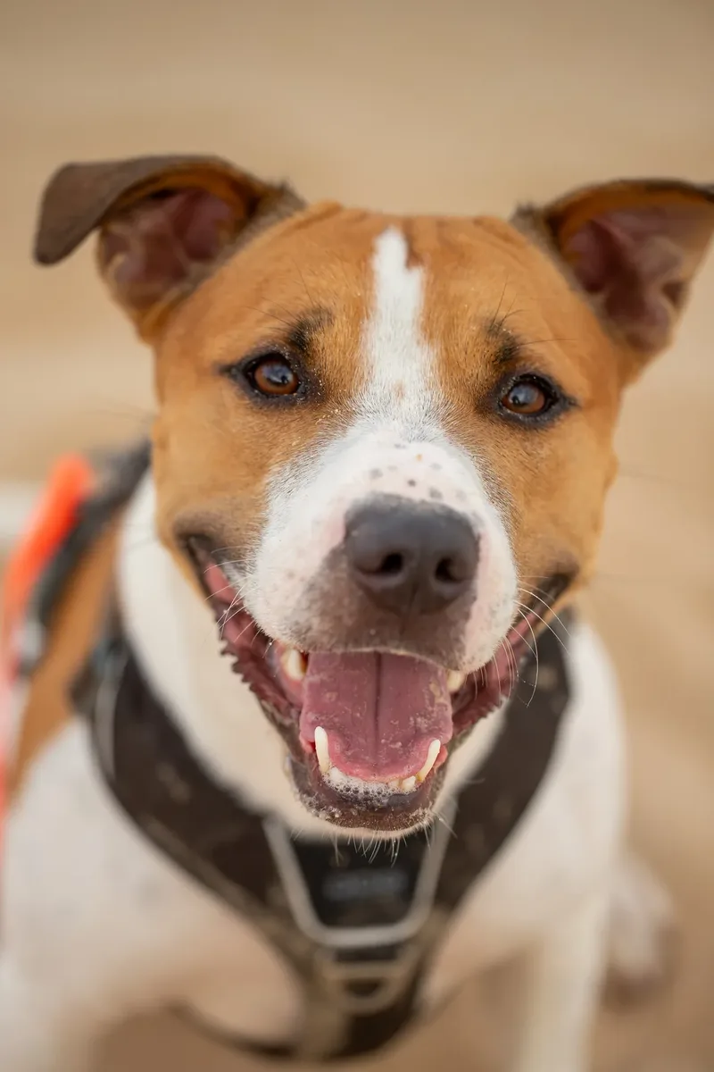 Dickie the Staffy (12 of 43)