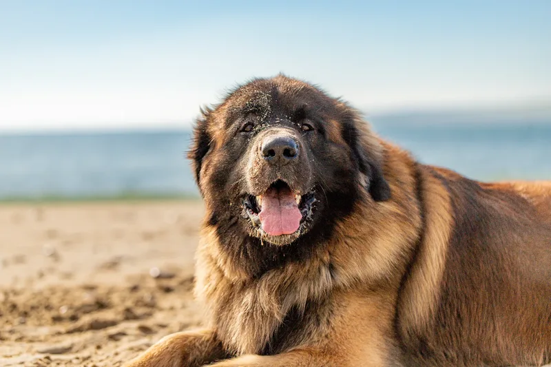 Koda the Leonberger (18 of 18)
