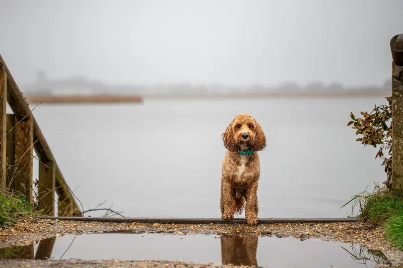 Teddy the Cockapoo (4 of 39)
