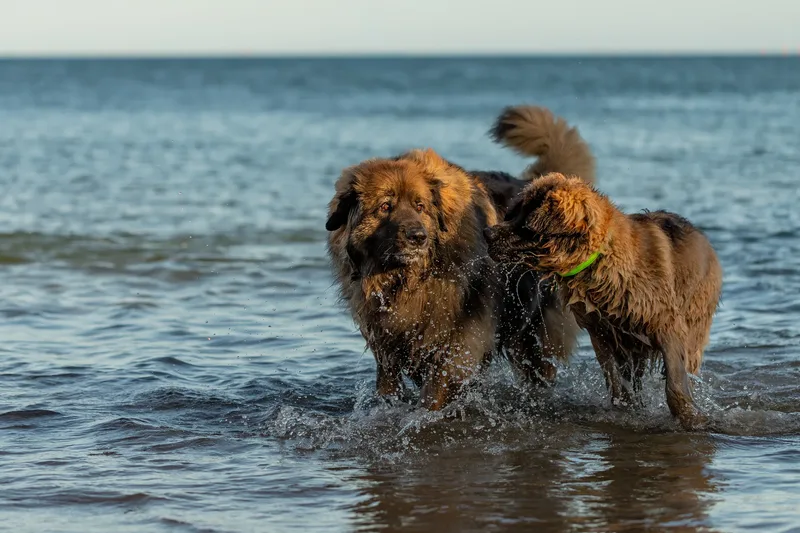 Leonberger Meet Up (8 of 47)