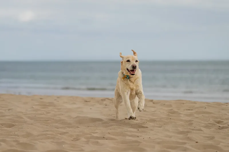 Mollie & Lola (32 of 32)