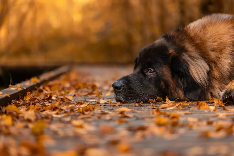Koda the Bear (Leonberger) (12 of 24)