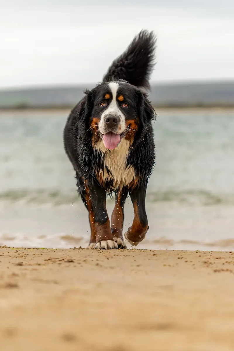 Berry the Bernese Mountain Dog (17 of 30)