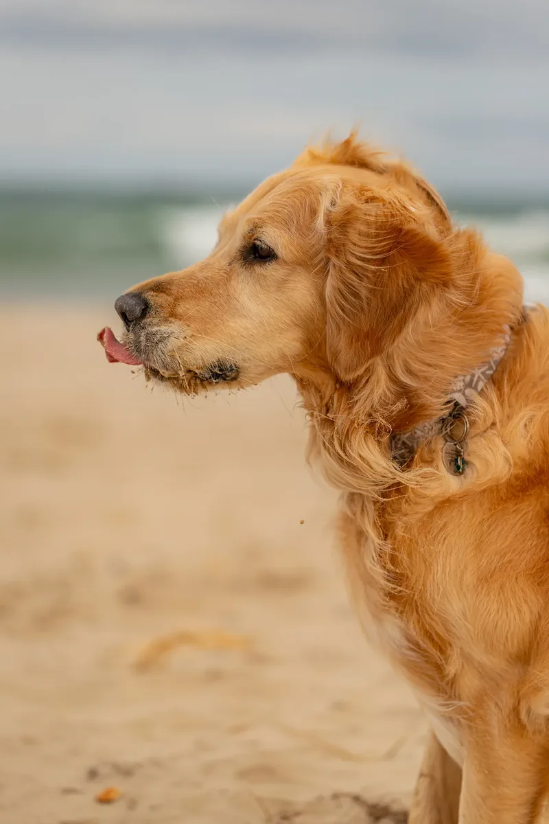 Murphy the golden retriever (34 of 41)