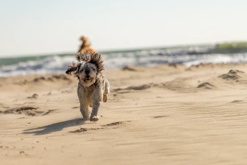 Hugo, Cookie, Flossie & Ralph (2 of 24)