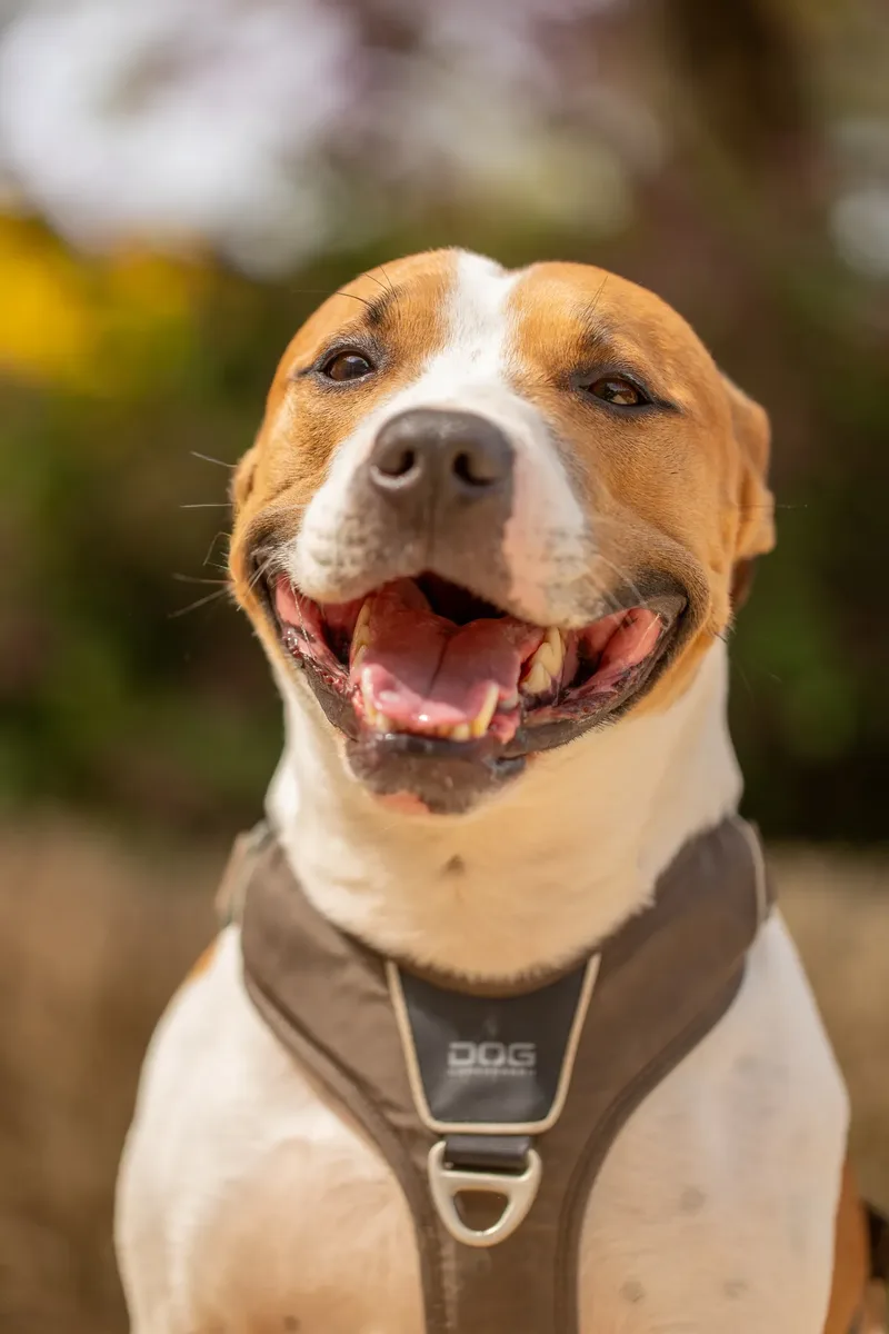 The Dorset Dog Trainer (22 of 42)