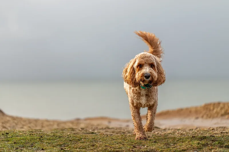 Teddy the Cockapoo (35 of 39)