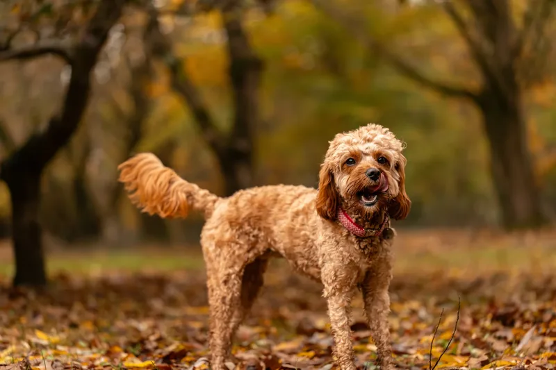 Bagel in autumn (7 of 24)