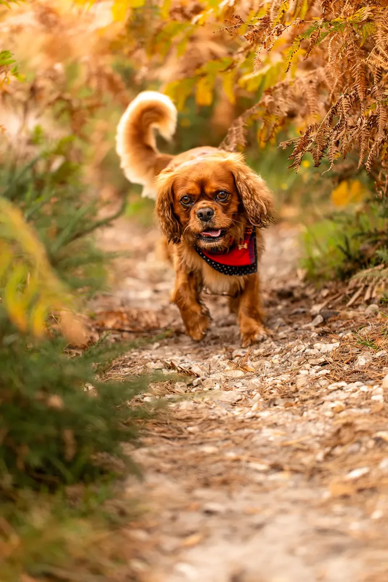 Rusty the Cav (8 of 24)
