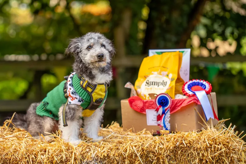 The Walled Garden Moreton – Dog show ceremony