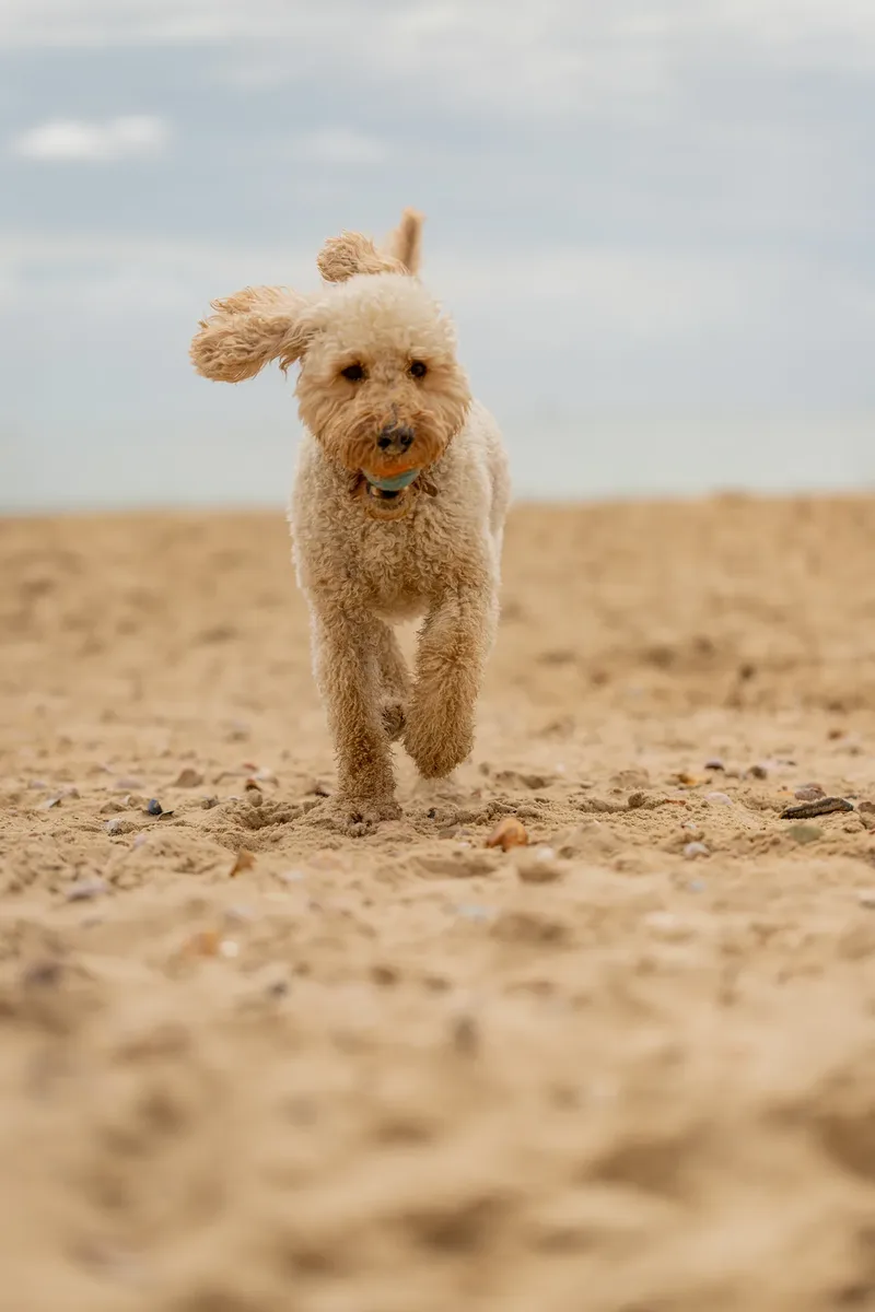 Spring Beach Mini Sessions (22 of 105)