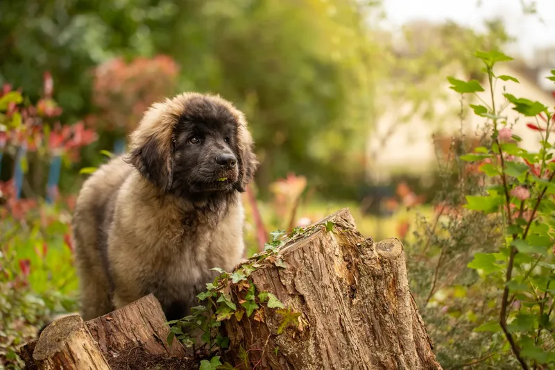 Alfie the Leonberger Puppy (5 of 41)