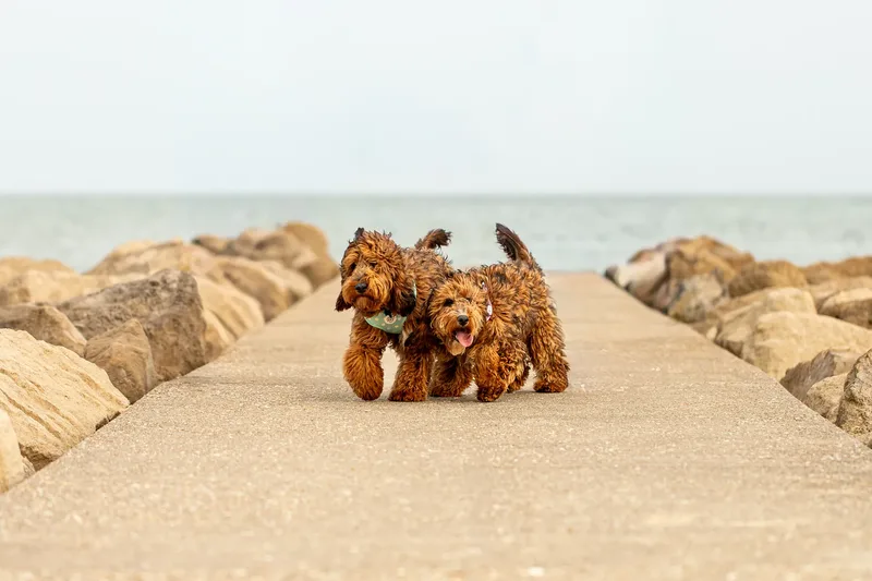 Luna & Oakley at Sandbanks