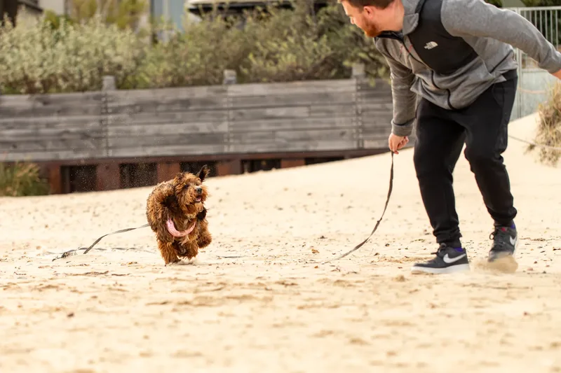 Luna & Oakley at Sandbanks (21 of 24)