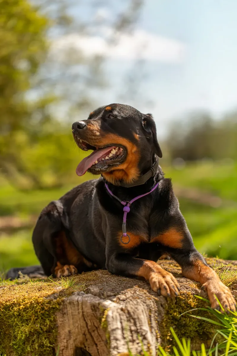 Karma the rottweiler in bluebells (2 of 30)