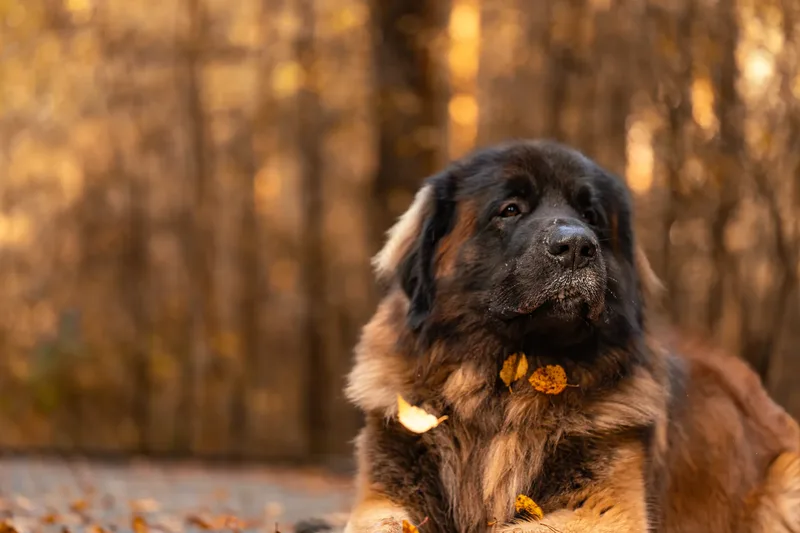 Koda the Bear (Leonberger) (11 of 24)