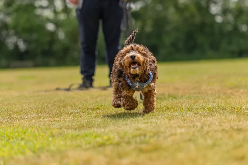 Luna the Cockapoo (19 of 24)