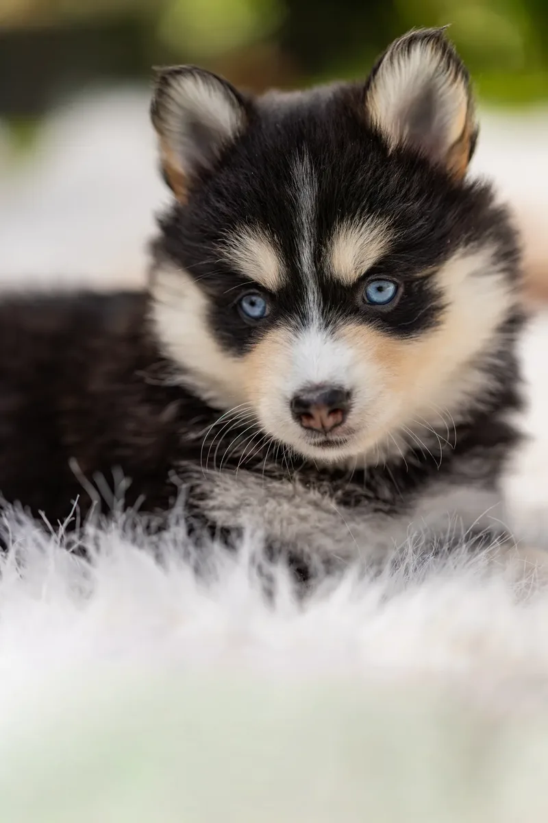 South Coast Pomsky’s (15 of 29)