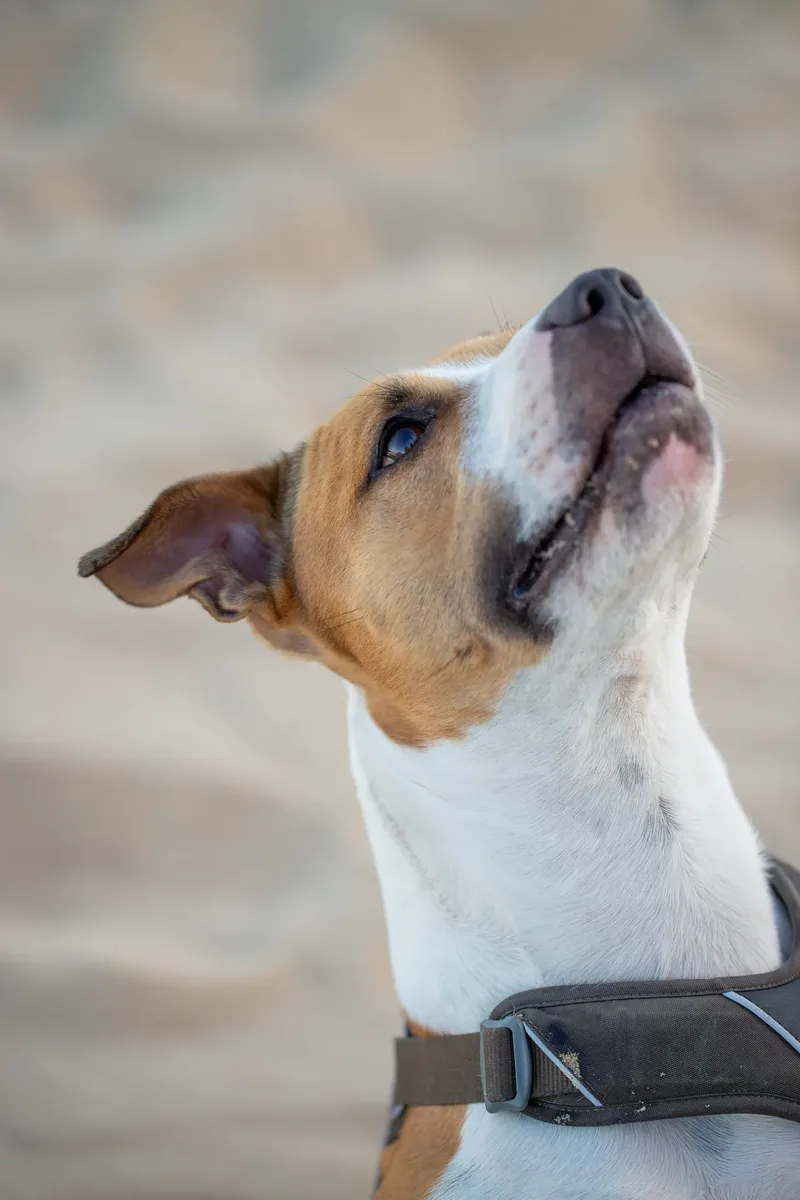 Dickie the Staffy (32 of 43)
