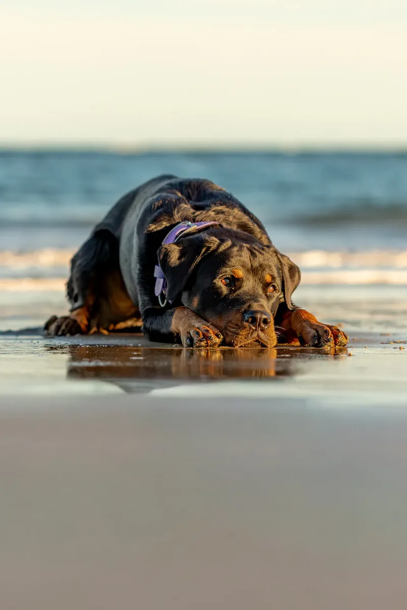 Karma the Rottie (14 of 24)