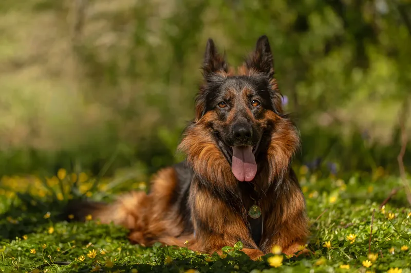 Tora the german shepherd (27 of 28)