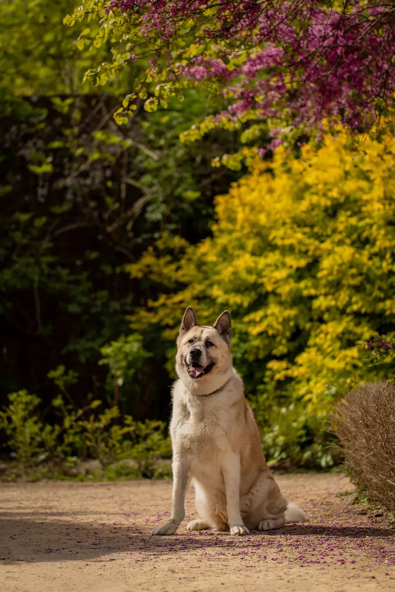 The Dorset Dog Trainer (28 of 42)