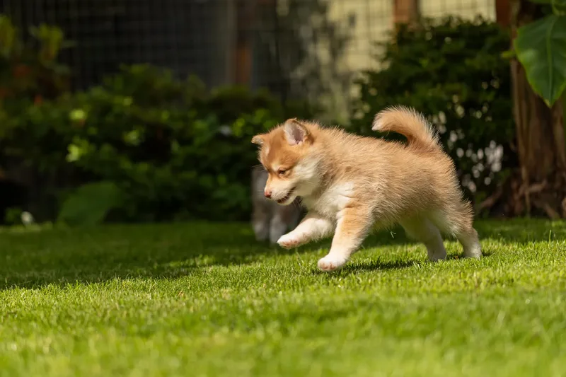 South Coast Pomsky’s (25 of 29)