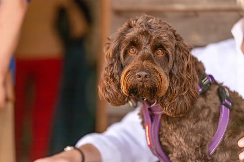 Sunshine, Smiles & Wagging Tails at Cherry Tree Nurseries (1 of 24)