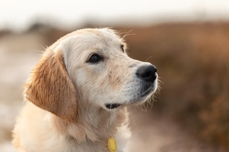 Ollie the golden (17 of 24)