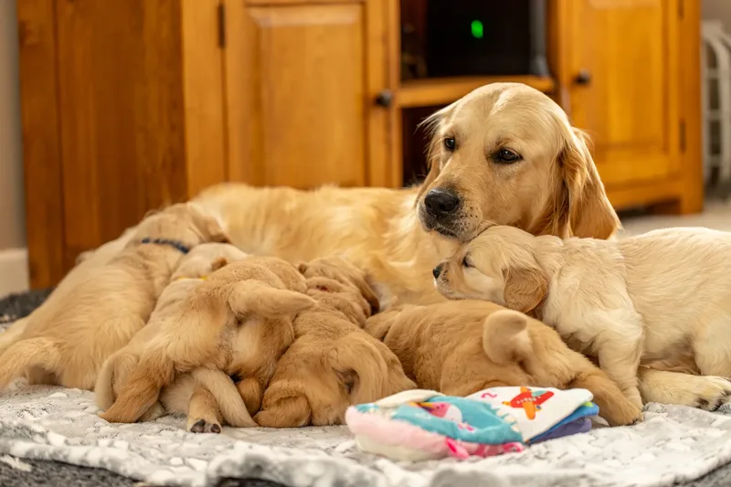 Golden Retriever Puppies (51 of 60)