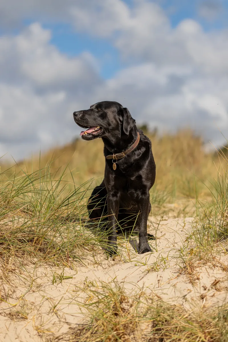 Stan the black lab (3 of 38)