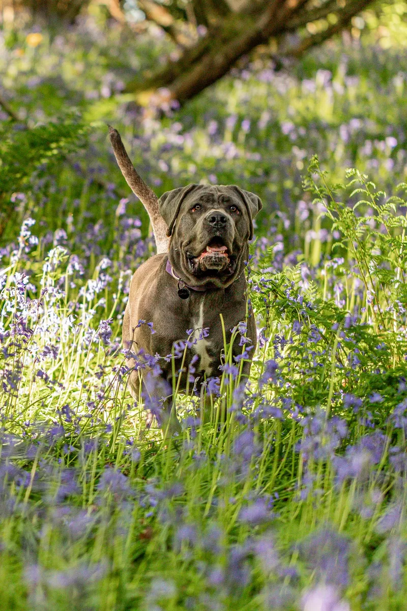 Skye the Cane Corso (7 of 23)