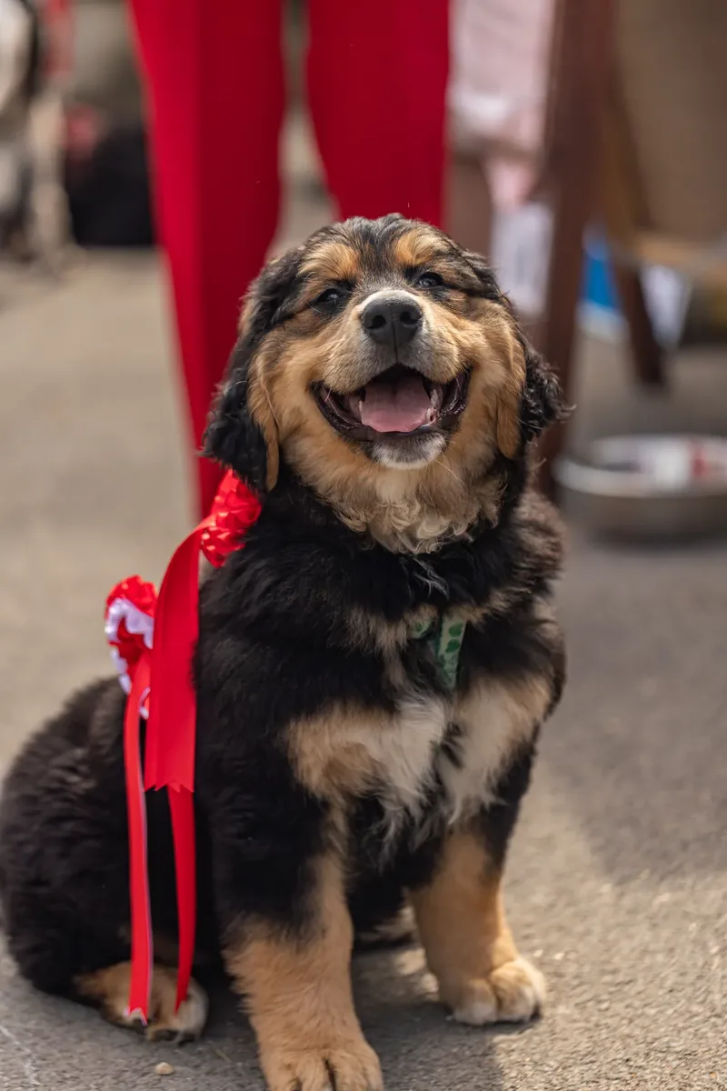 Sunshine, Smiles & Wagging Tails at Cherry Tree Nurseries (3 of 24)