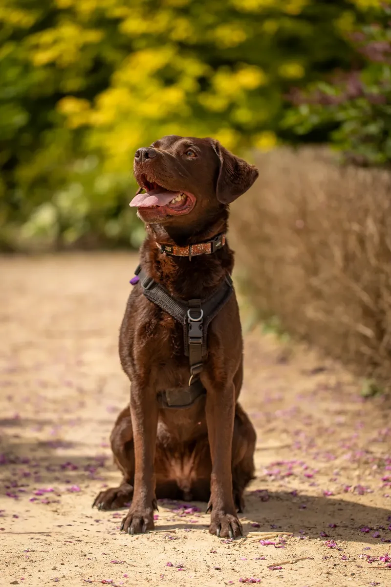 The Dorset Dog Trainer (25 of 42)