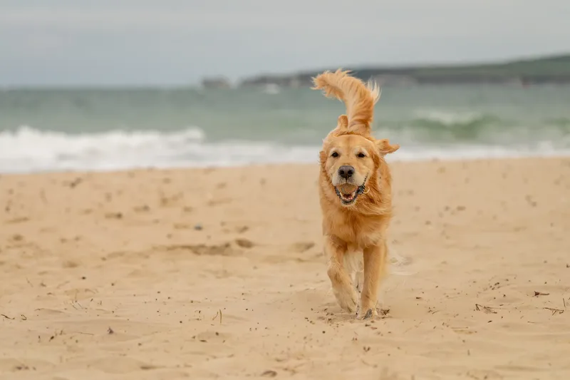Murphy the golden retriever (35 of 41)