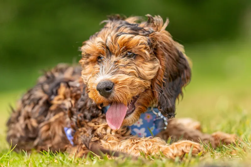 Luna the Cockapoo (7 of 24)