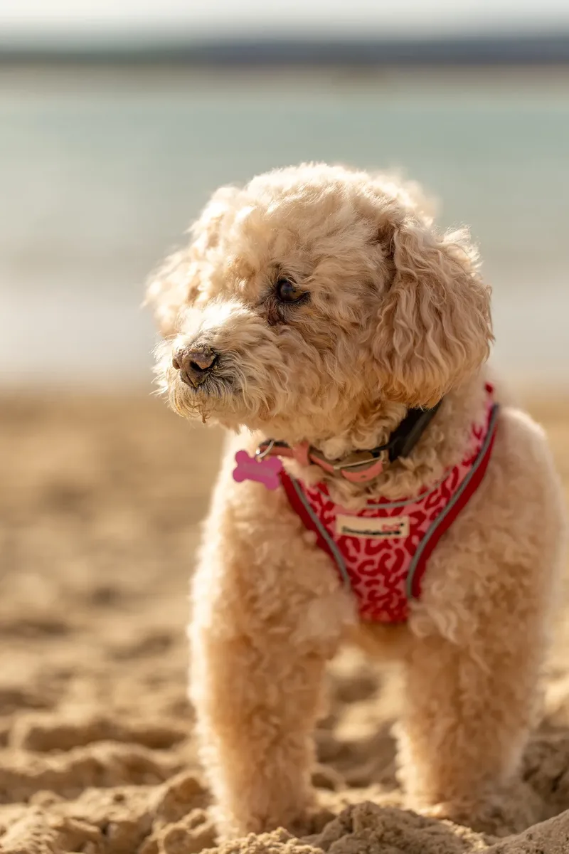 Lola the Poochon (3 of 28)